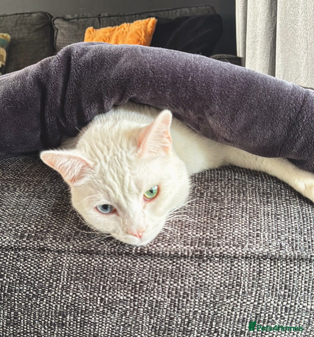 Mixed Breed cats for sale: White male cat rehome - Advert 5