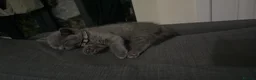 British Shorthair cats for sale: Last 3 BSH kittens available of a litter of 5  - Advert 15