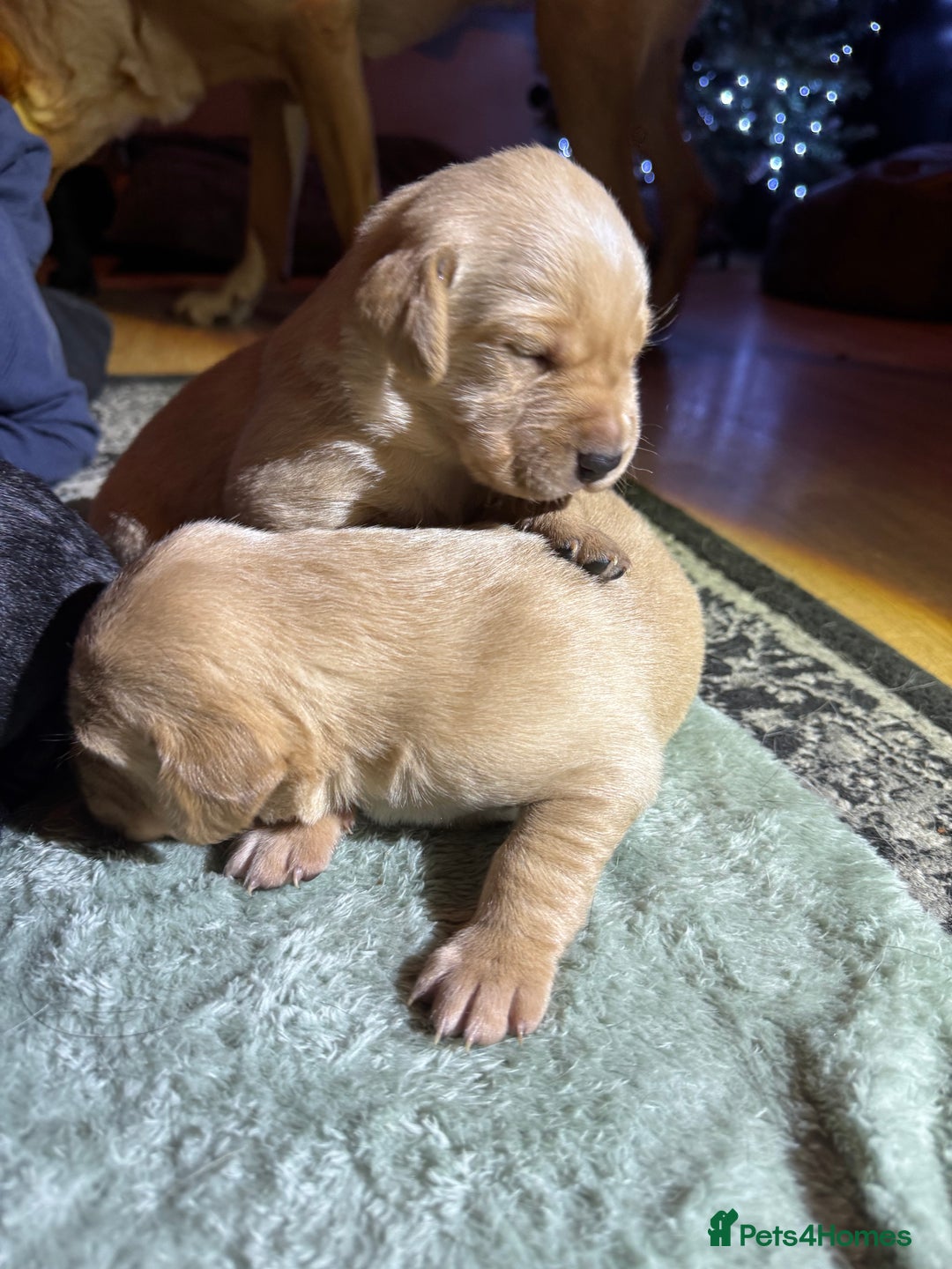 Labrador Retriever dogs for sale: KC Registered Labrador Retriever Puppies - Advert 18