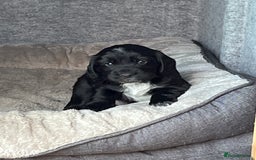 Cocker Spaniel dogs for sale: Well Bred Working Cocker Spaniel Puppies - Image 6
