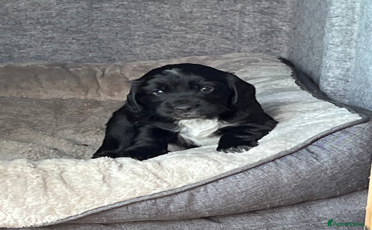 Cocker Spaniel dogs - Advert 11