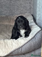 Cocker Spaniel dogs - Advert 6