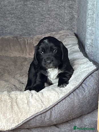 Cocker Spaniel dogs - Advert 11