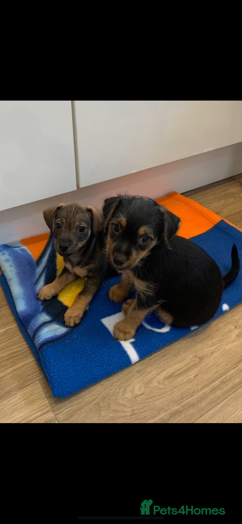 Mixed Breed dogs Dashund and Yorkshire terrier puppies - Advert 1