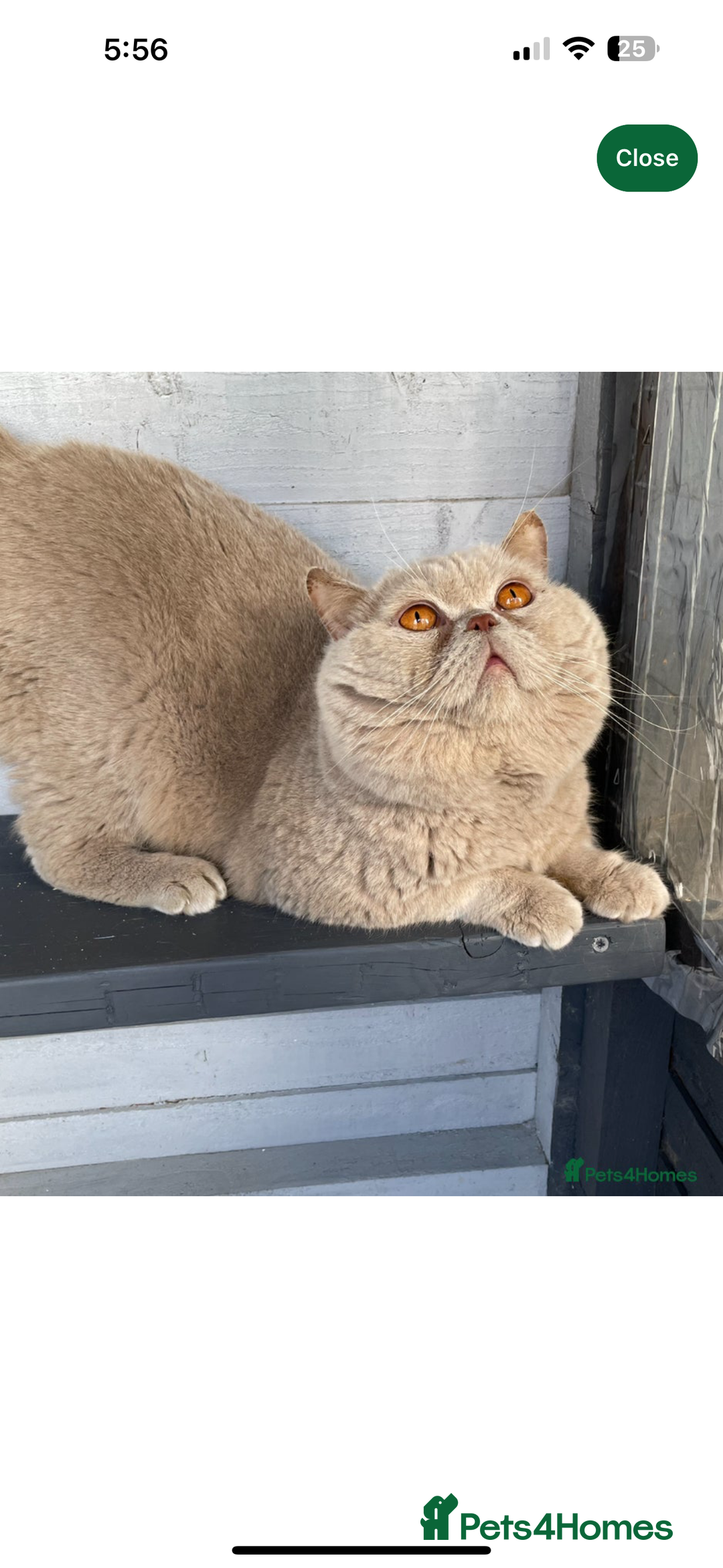 British Shorthair cats for sale: BEAUTIFUL BRITISH SHORTHAIR KITTENS - Image 10