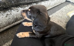 Mixed Breed dogs for sale: French bulldog X dauschaund - Image 16