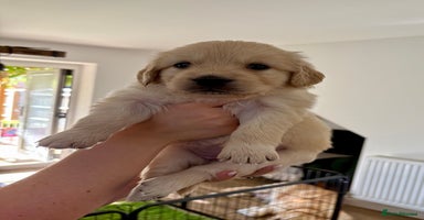 Golden Retriever dogs in St. Neots - Advert 1