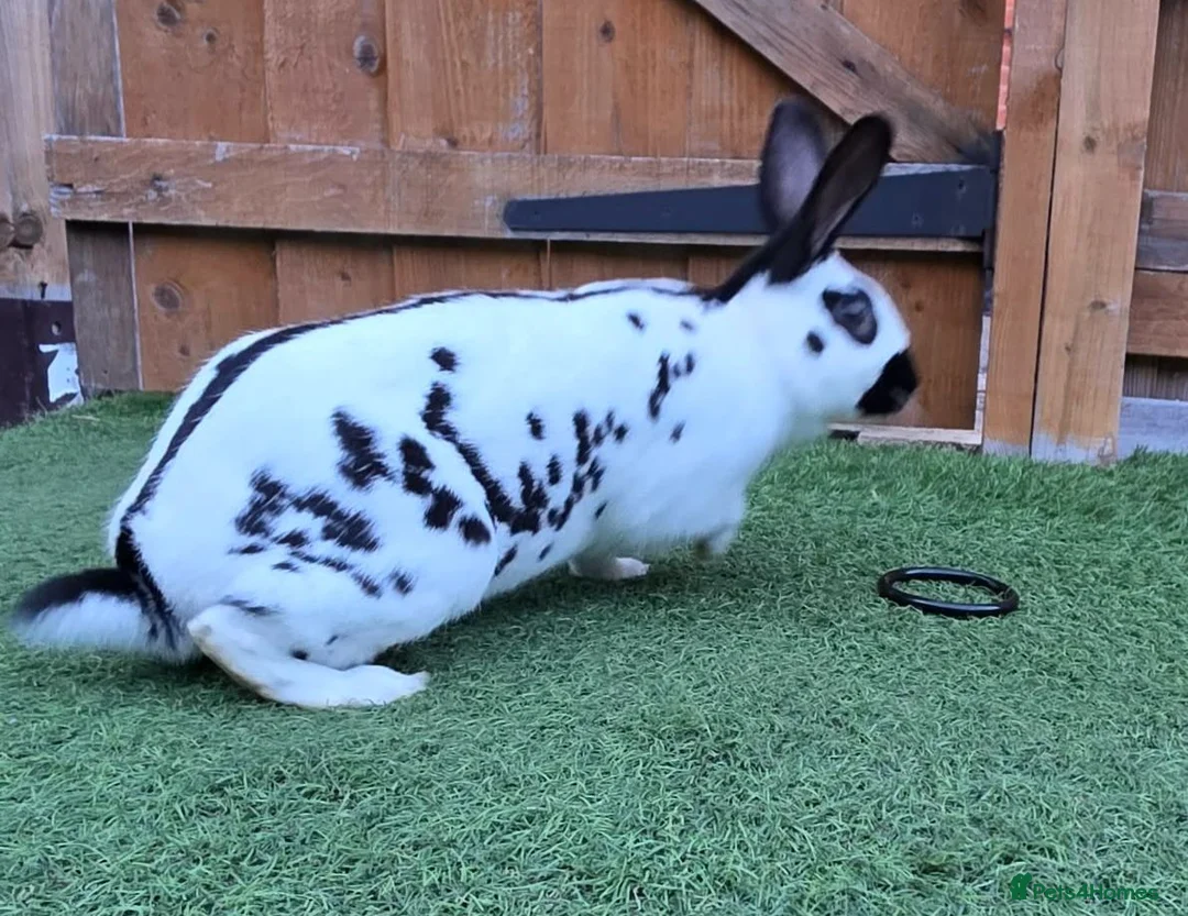 English Spot rabbits for sale: Charlie English spotted female - Advert 5