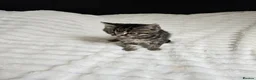 Mixed Breed cats for sale: Mixed Breed 2Stunning Silver Tabby Kitten in Chatham - Advert 3