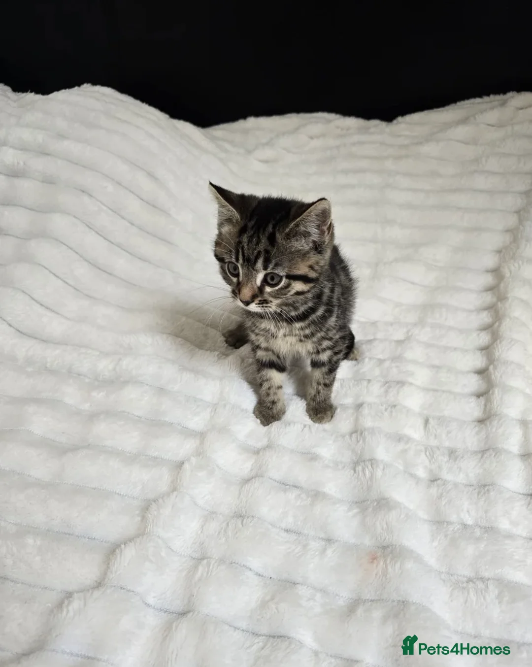 Mixed Breed cats for sale: Mixed Breed 2Stunning Silver Tabby Kitten in Chatham - Advert 3