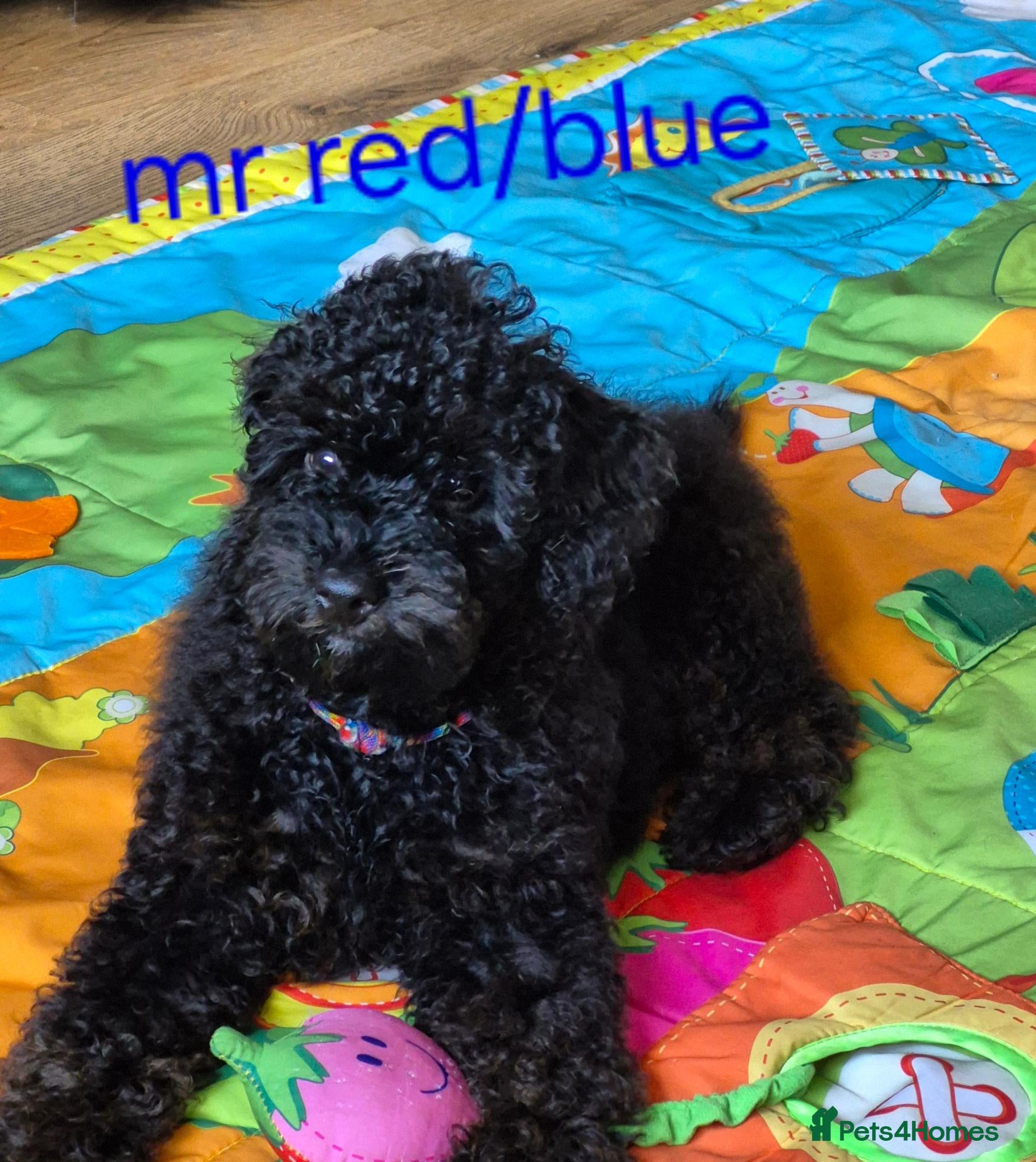 Cavapoo dogs  Only one male f1b cavapoo Puppy remaining  - Advert 1