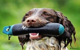 Sprocker dogs for sale: Stunning Chocolate Sprocker Spaniels in Llandysul - Image 7