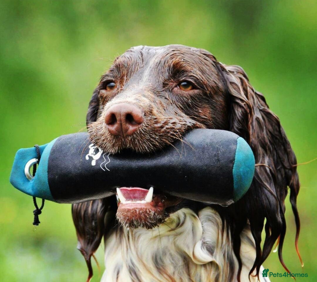 Sprocker dogs for sale: Stunning Chocolate Sprocker Spaniels in Llandysul - Image 7