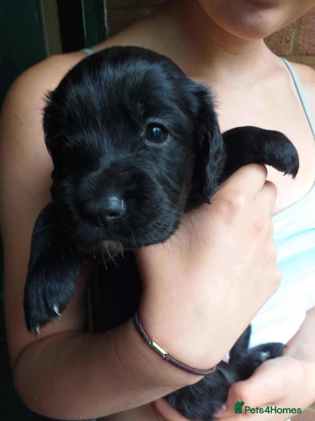 Cocker Spaniel dogs for sale: Gamekeeper bred Working Cocker Spaniels - Image 5