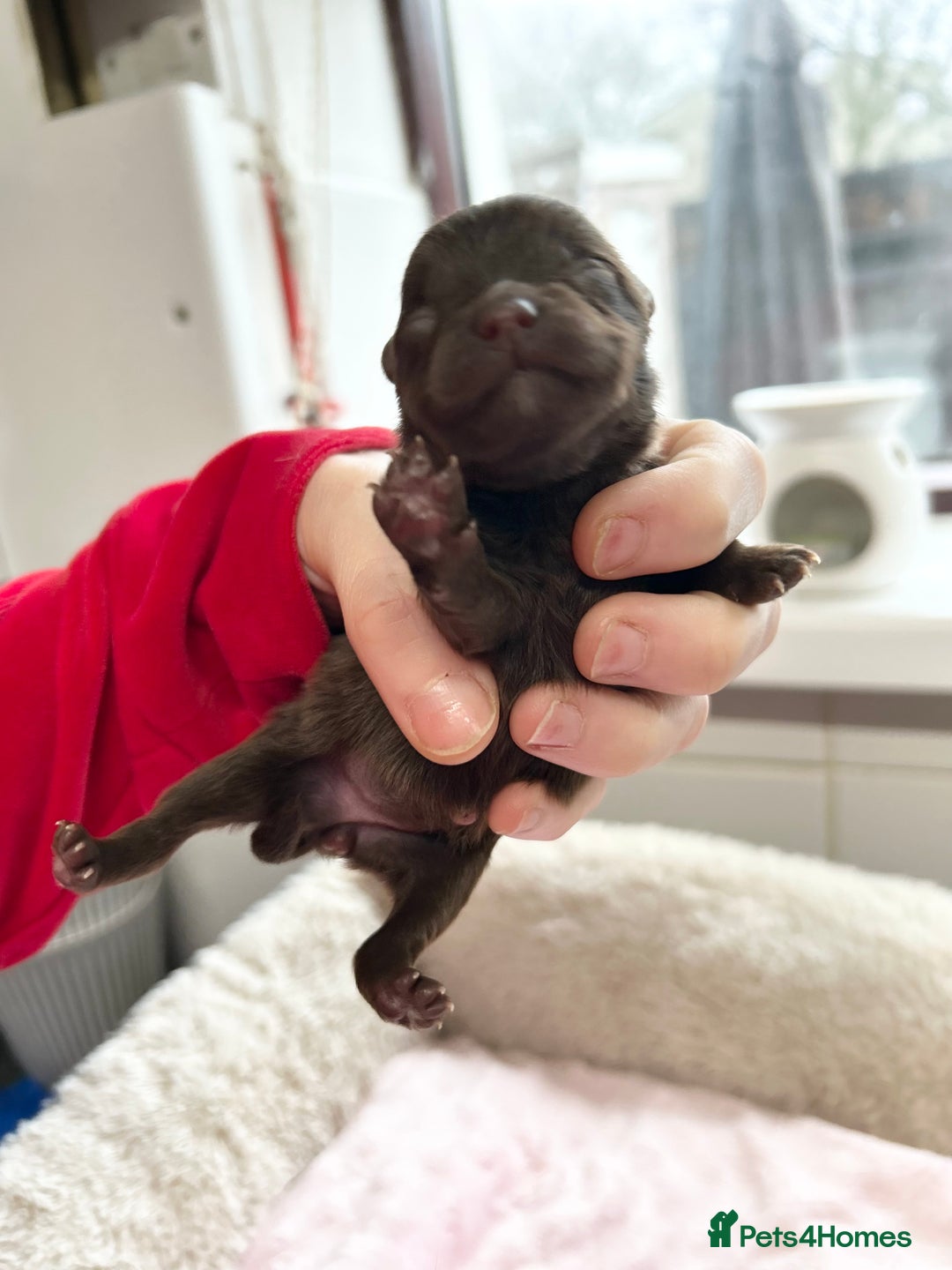 Pomeranian dogs for sale: Purebred fluffy Pomeranian puppies mum Russian! - Advert 21