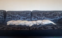 Golden Retriever dogs for sale: 🐾Pure Golden retrievers puppy🐾 - Image 22