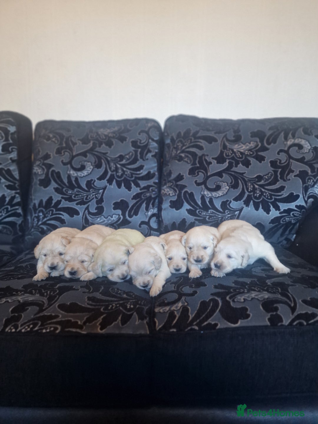 Golden Retriever dogs for sale: 🐾Pure Golden retrievers puppy🐾 - Image 22