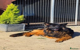 German Shepherd dogs for sale: Outstanding KC longhaired german shepherd puppies - Image 20