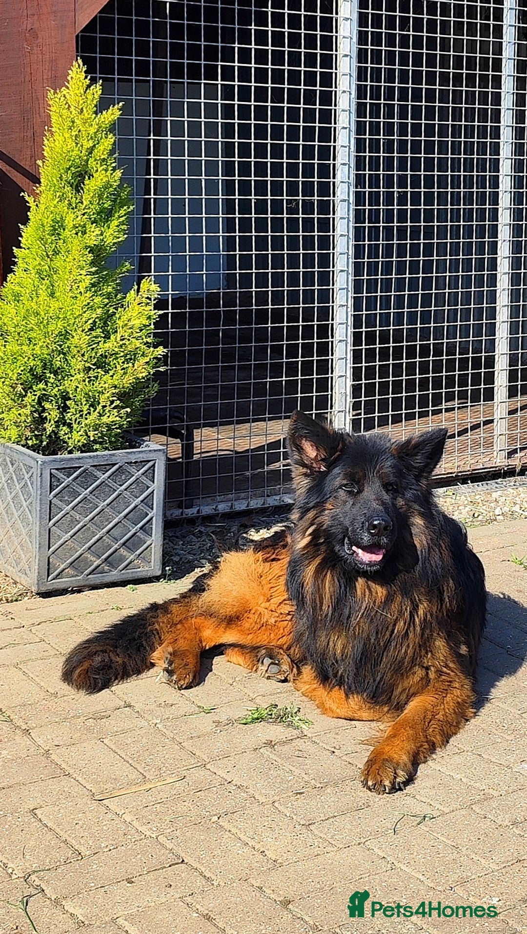 German Shepherd dogs for sale: Outstanding KC longhaired german shepherd puppies - Image 20