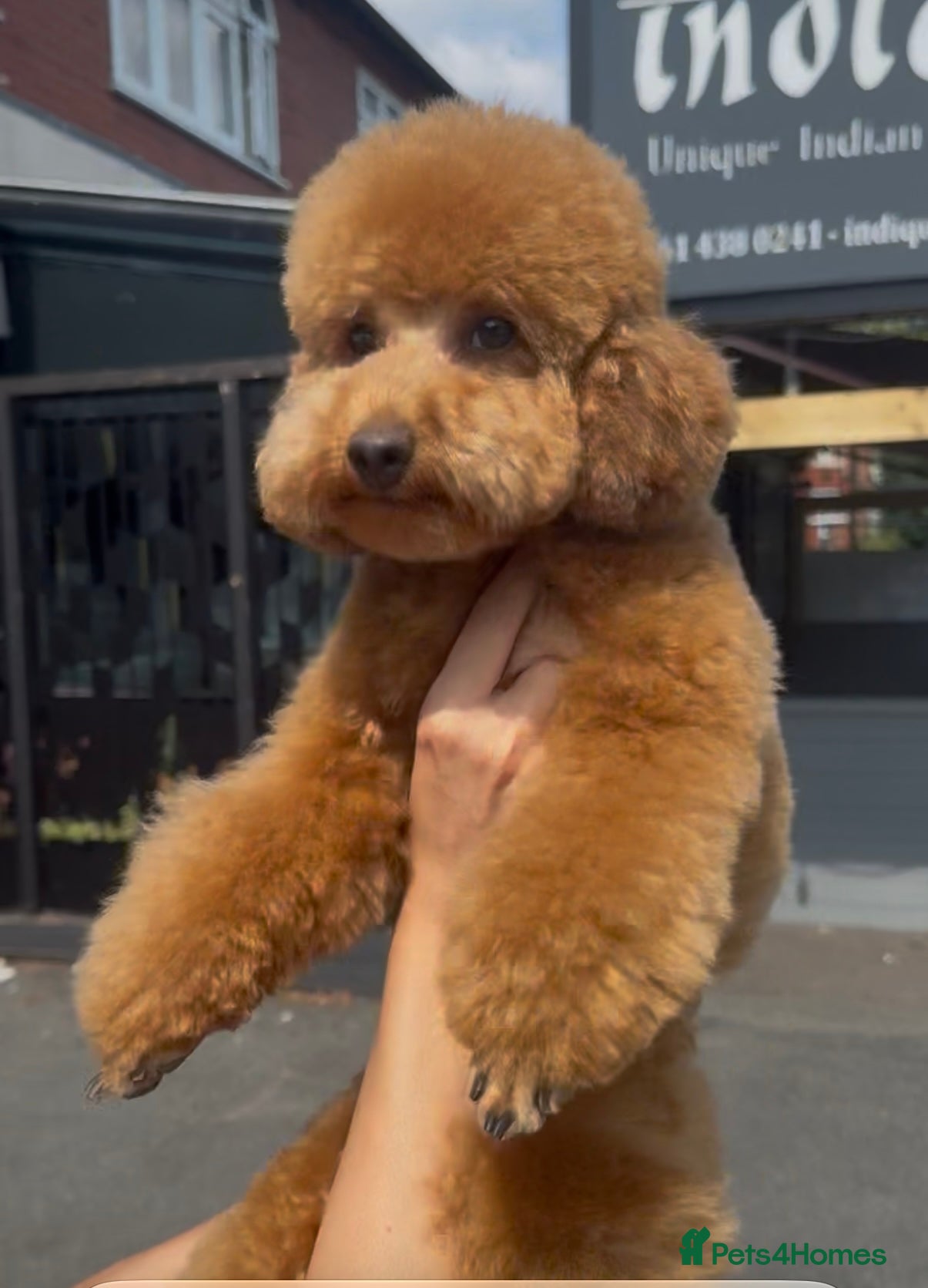 Toy Poodle dogs Loving Female Toy Poodle Seeking Her Forever Home - Advert 10