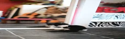Munchkin cats for sale: Cute Black & White Kitten is looking for a home in Royston - Advert 13