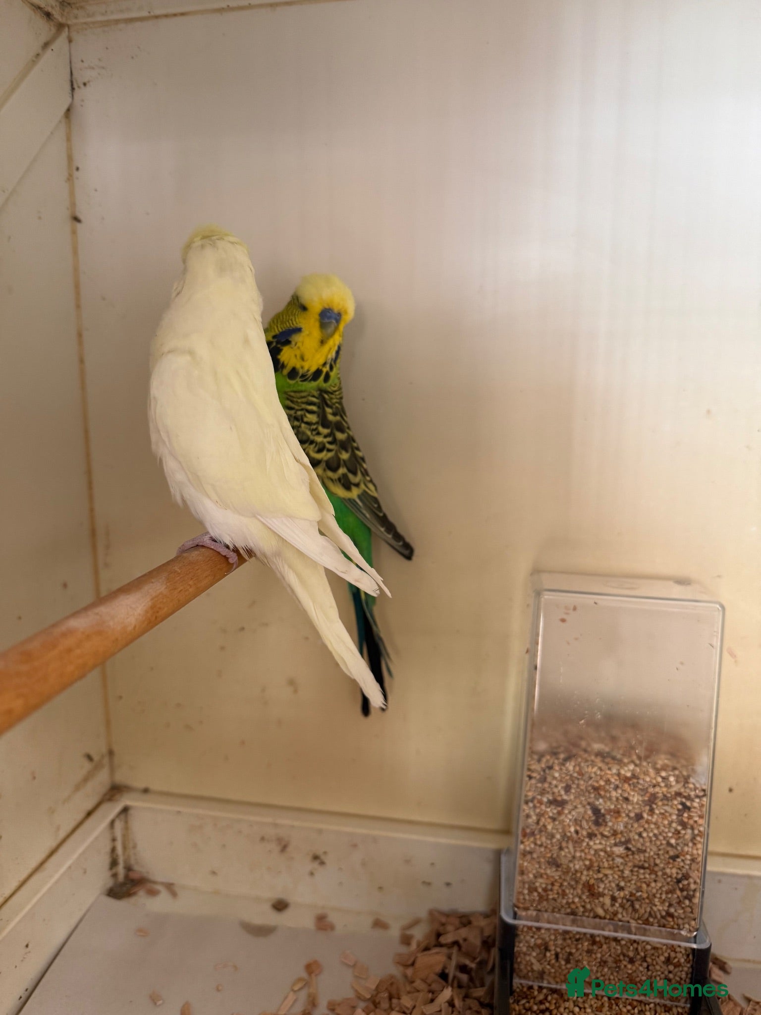 Budgerigars birds English budgies - Advert 1
