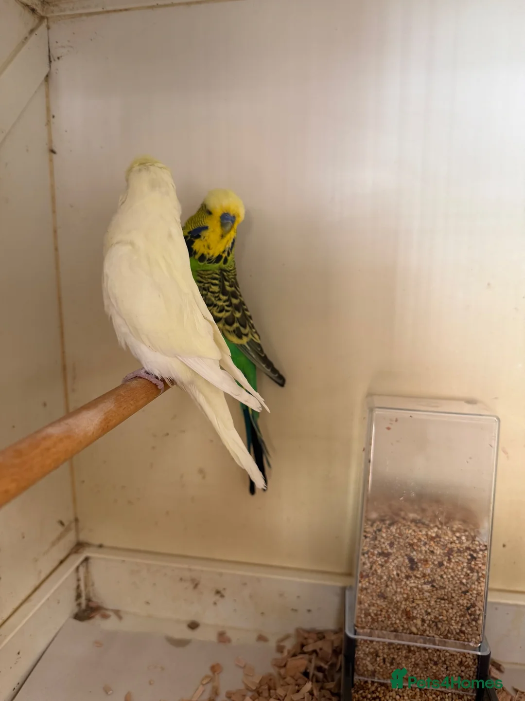 Budgerigars birds for sale: English budgies - Advert 1