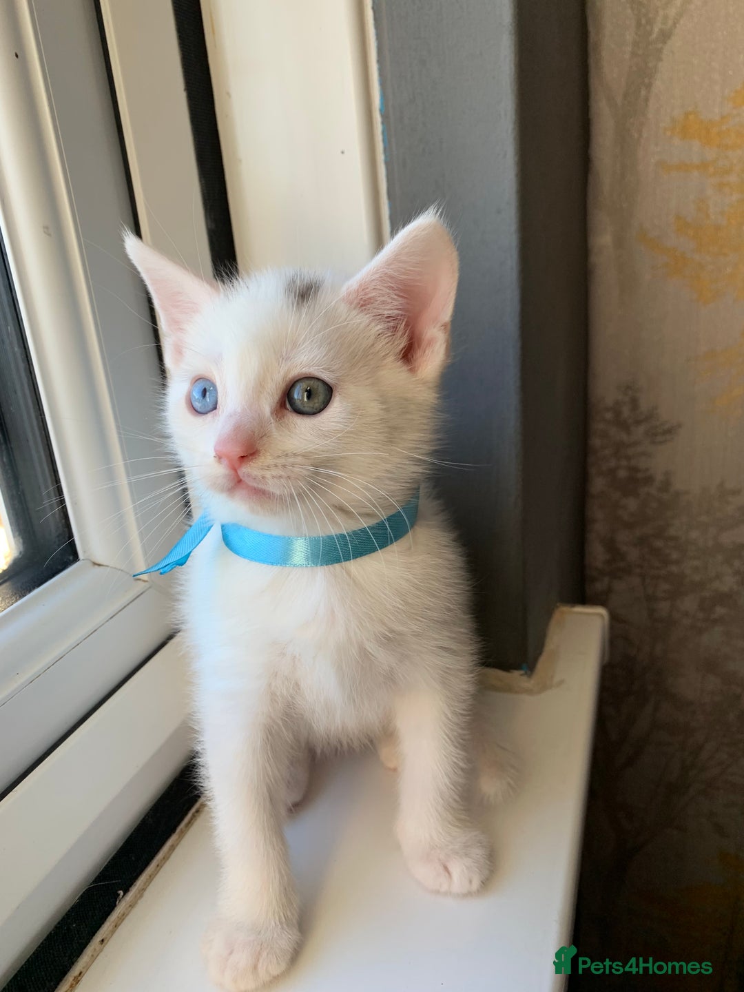 Turkish Angora cats for sale: Heterochromia Mixed Angora Male Kitten for sale - Advert 7