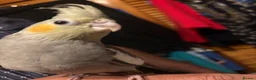 Cockatiels birds for sale: Young male cockatiel  - Advert 2