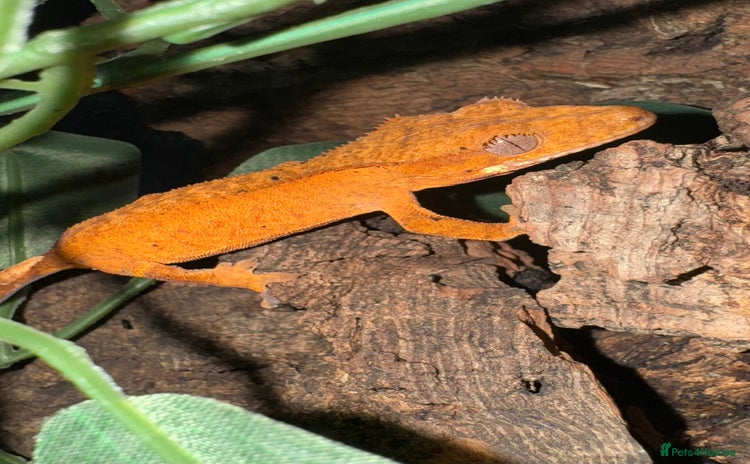 Gecko reptiles - Advert 19