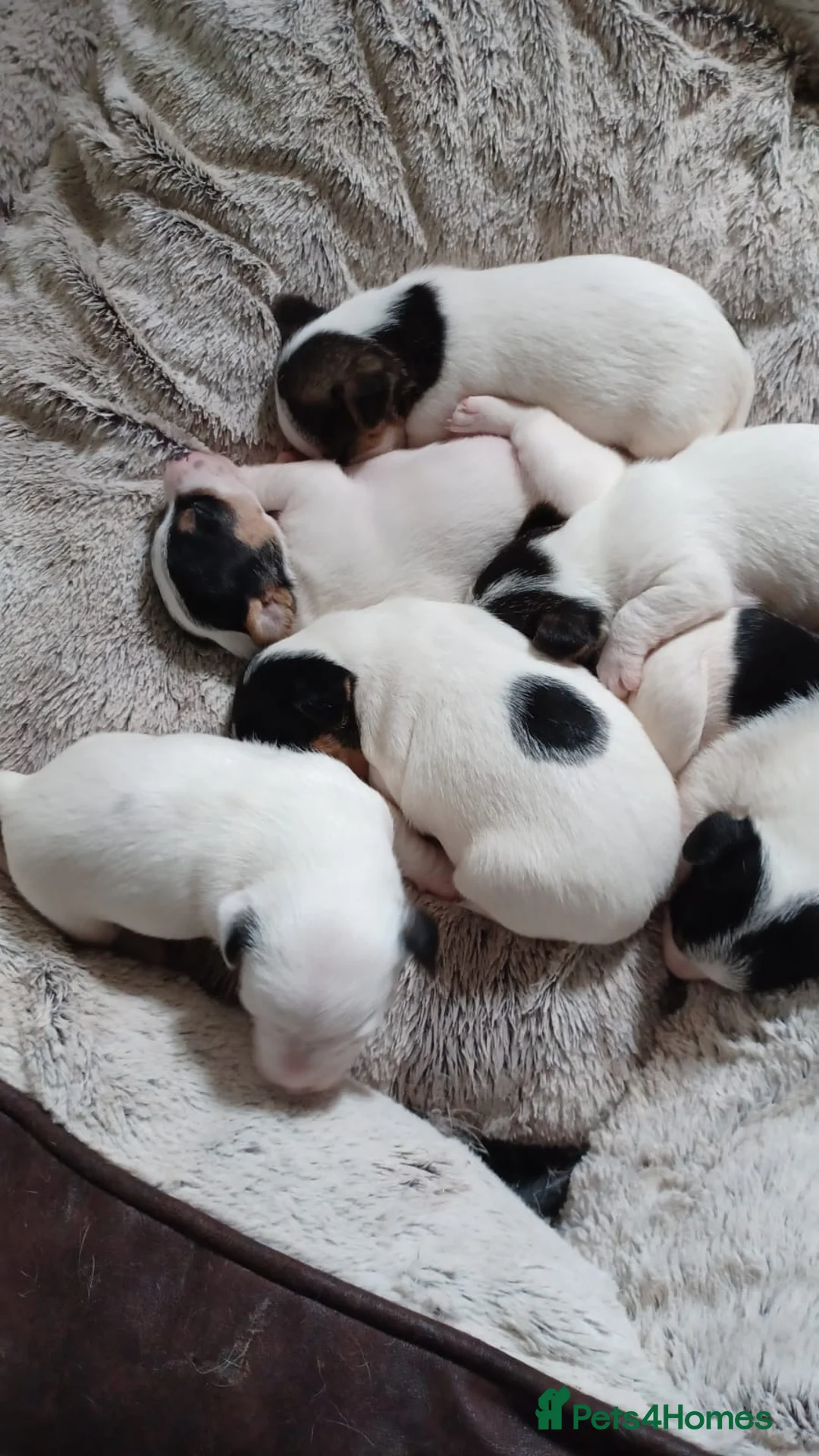 Jack Russell dogs for stud: Proven Short leg mini Jack Russell for stud in Gloucester - Advert 5