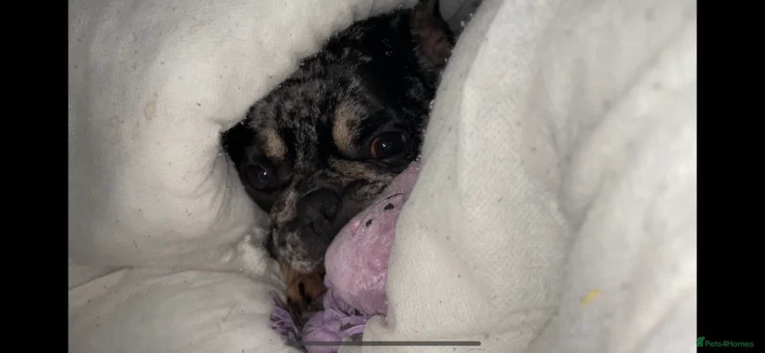 French Bulldog dogs for sale: Coco  - Advert 5