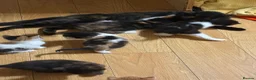 Mixed Breed cats for sale: 5 Beautiful kittens for sale £100 - Advert 2