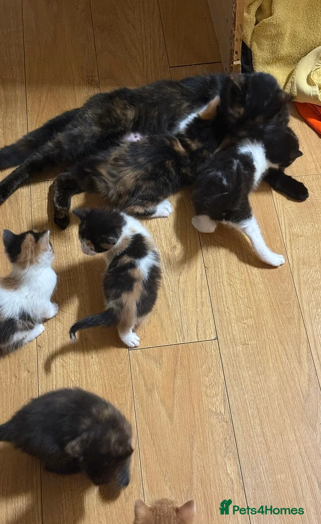Mixed Breed cats for sale: 5 Beautiful kittens for sale £100 - Advert 2