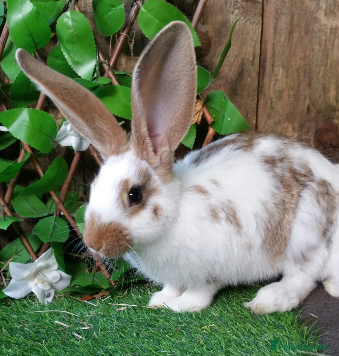 Continental Giant rabbits for sale: Giant Papillon Baby Boys  - Vaccinated - Reserve - Image 6