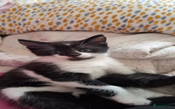 Mixed Breed cats for sale: Female kitten looking for new home - Image 6