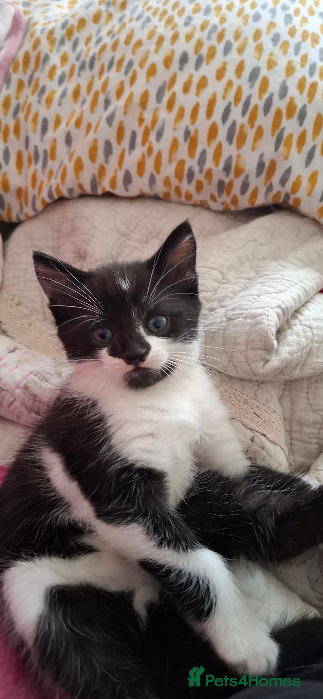 Mixed Breed cats for sale: Female kitten looking for new home - Image 6
