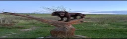 Cocker Spaniel dogs for stud: Working cocker spaniel for stud  in Alfreton - Advert 2