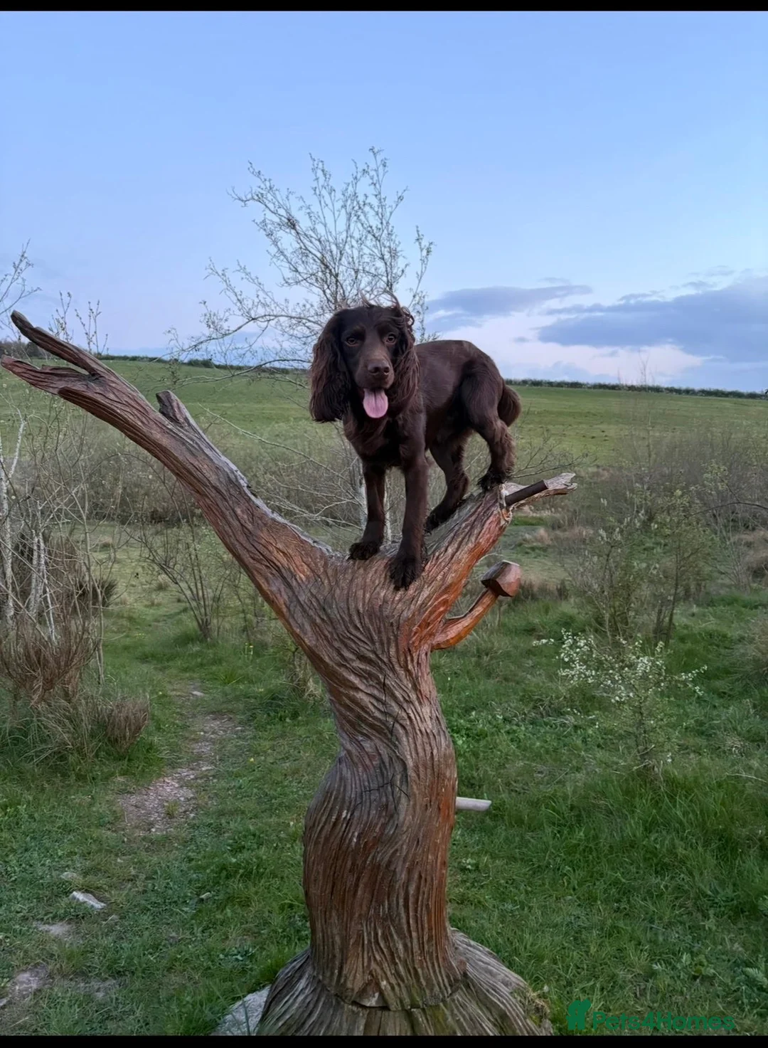 Cocker Spaniel dogs for stud: Working cocker spaniel for stud  in Alfreton - Advert 2