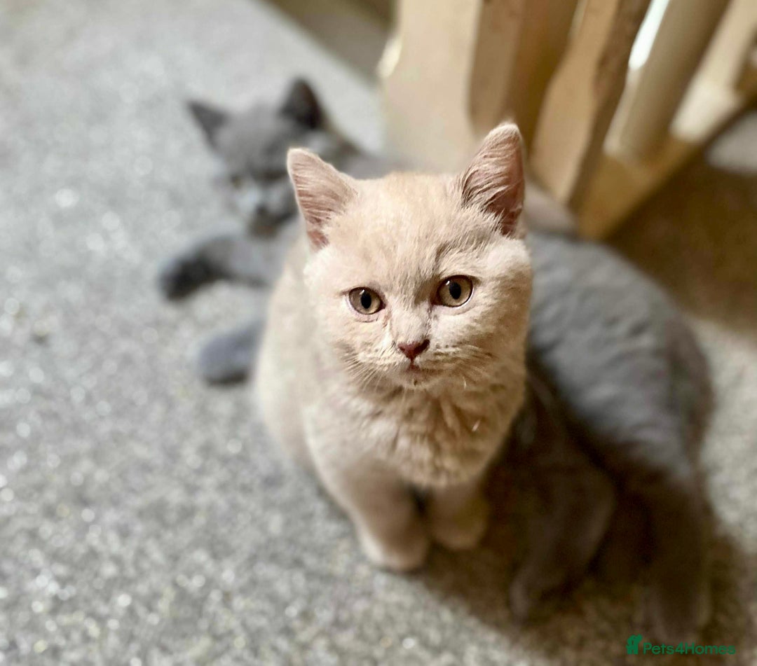 British Shorthair cats for sale: 5 generations pedigree British Shorthair Kittens - Image 15