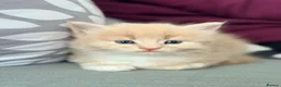 Mixed Breed cats for sale: Maine Coon & British Shorthair  - Advert 4