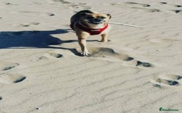 Jug dogs for sale: Jug (Jack russel x Pug)  - Image 1
