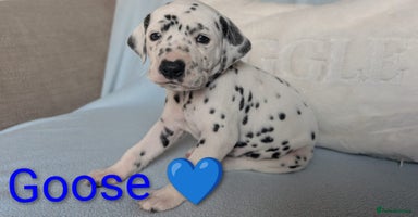 Dalmatian dogs KC registered Dalmatian puppies - Advert 6
