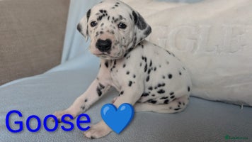 Dalmatian dogs KC registered Dalmatian puppies - Advert 6