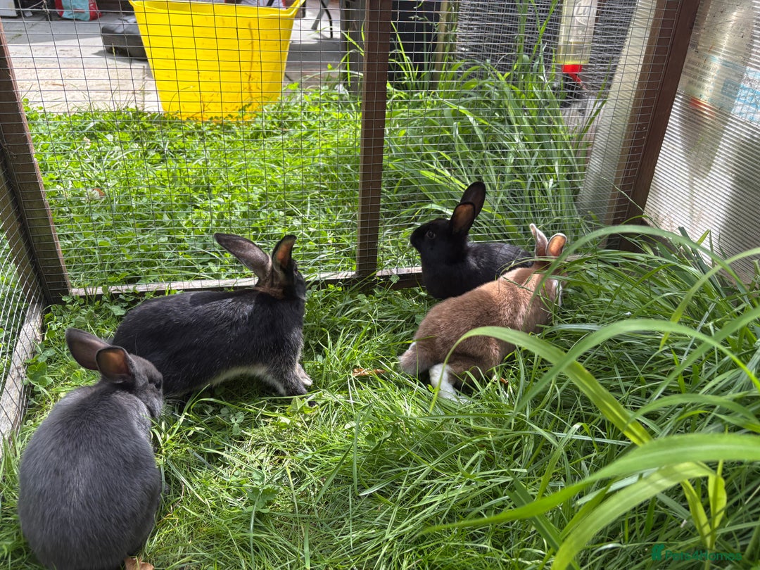 Mixed Breed rabbits for sale: Rex-lop cross bunnies only 3 left - Image 4