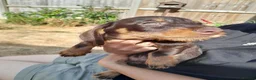Miniature Dachshund dogs for sale: Miniature wire haired dachshunds - Advert 6