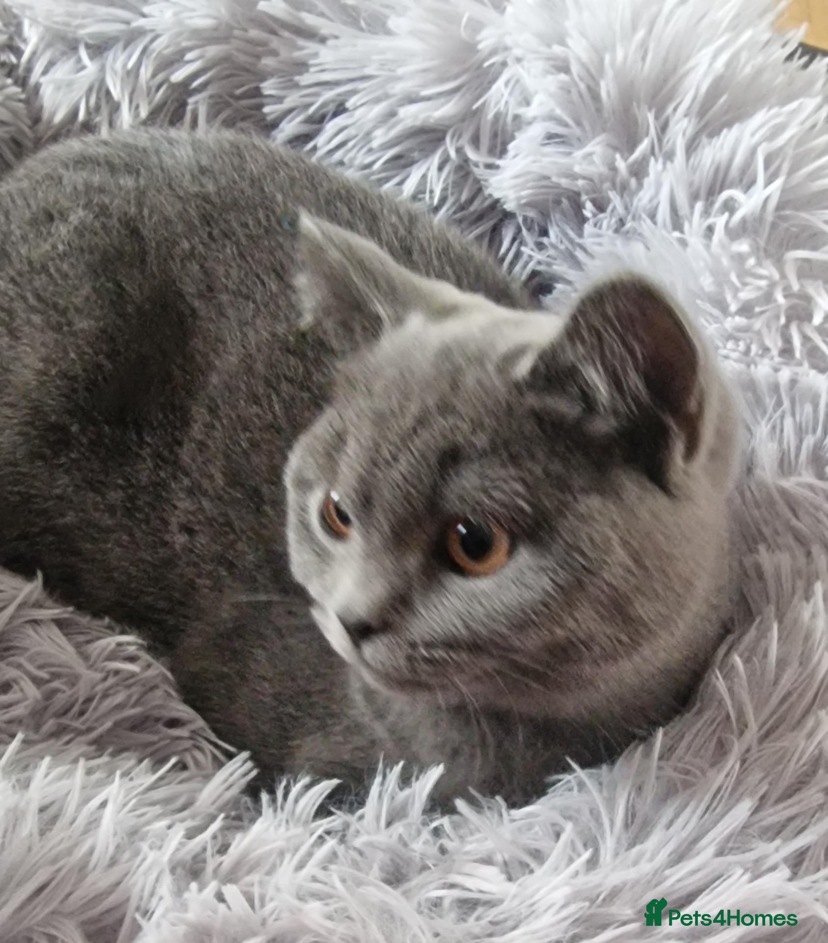 British Shorthair cats Gorgeous litter British Shorthair kittens  - Advert 2