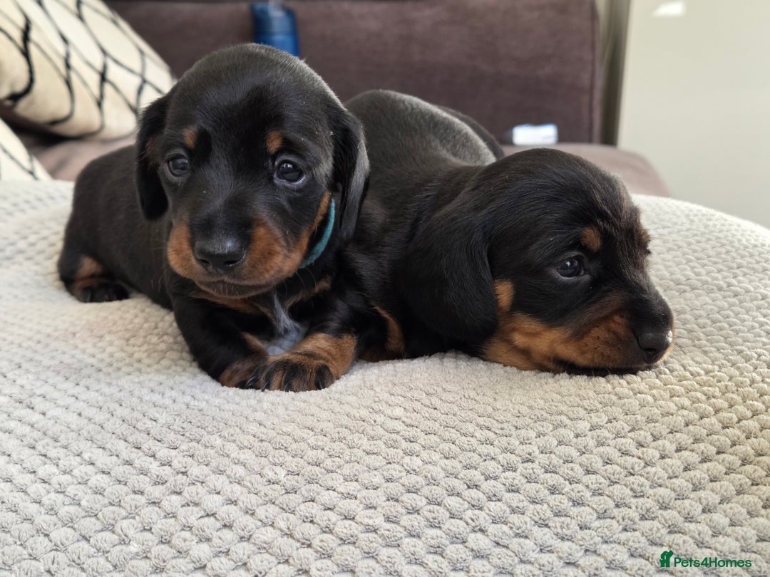 Miniature Dachshund dogs for sale: Beautiful Pedigree Miniature Dachshund Puppies - Image 17