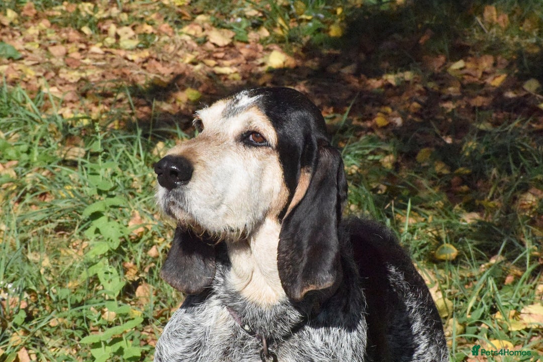 Grand Bleu De Gascogne dogs for adoption: Thor  - Image 8