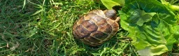 Tortoise reptiles for sale: Spur Thigh tortoise  in Swanley - Advert 1